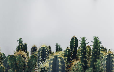 cactus plants thumbnail