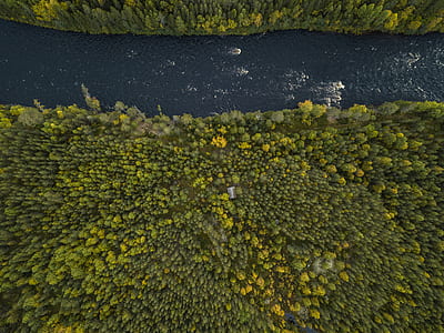 aerial photography green leafed trees thumbnail