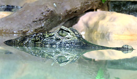 closeup photography of black alligator showing its eyes and snout on water during daytime thumbnail