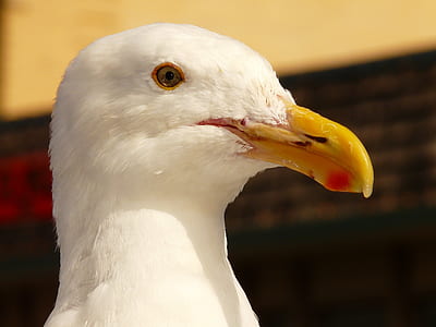 yellow beak white bird photo thumbnail