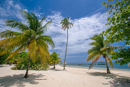 white sand and coconut trees at beach during daytime thumbnail