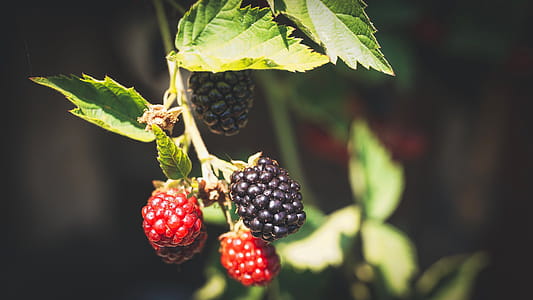 Selective Focus Photography Of Berries thumbnail