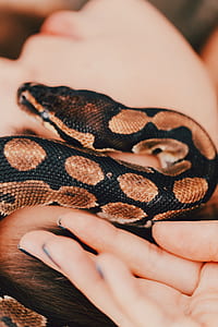 person touching black and brown snake thumbnail
