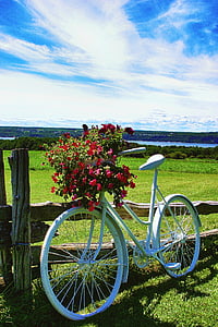 bicycle with flowers on basket thumbnail