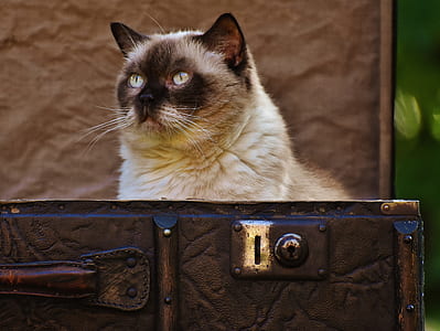 animal, pet, cute, eyes thumbnail