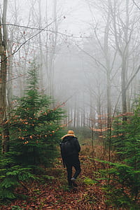 person walking on forest with fog thumbnail
