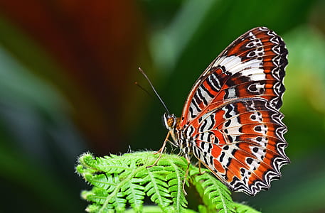 orange lacewing butterfly perching on green fern in close-up photography thumbnail