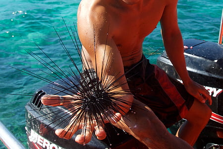 person holding black sea urchin thumbnail
