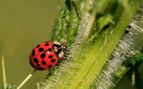 ladybug on green plant thumbnail