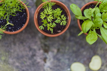 selective focus flat-lay photography of green leafed plants thumbnail