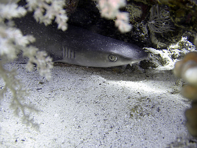 silver shark thumbnail