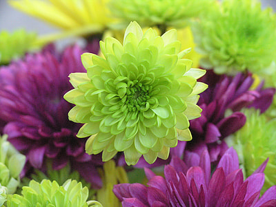 closeup photo of green and purple multi-petaled flowers thumbnail