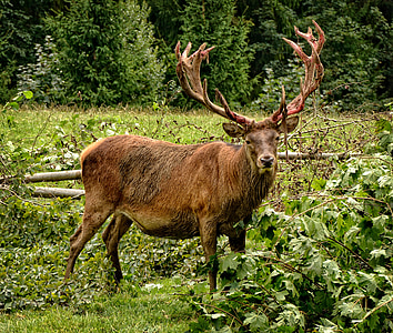 brown moose standing on green grass behind trees thumbnail