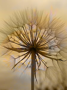 shallow focus photograoh of dandelion thumbnail