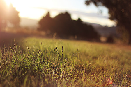 green grass field during golden hour photo thumbnail
