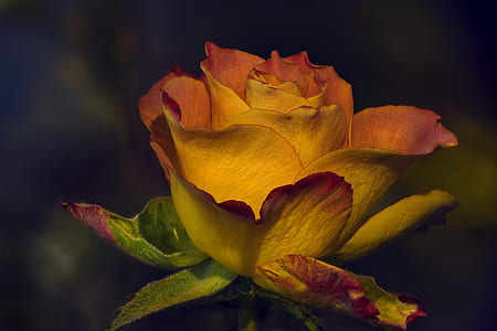 yellow and red rose flower selective focus photography thumbnail