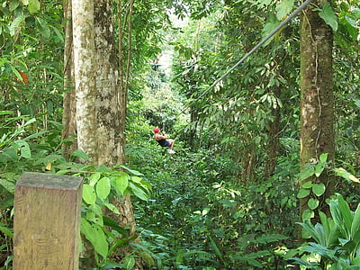 man riding zip line covered with green leaf trees thumbnail