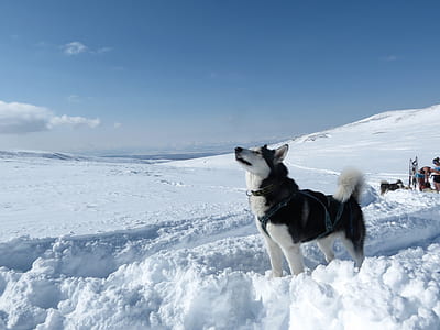 black and white fox on white snow thumbnail