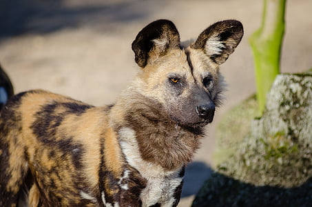 adult black and tan African dog thumbnail