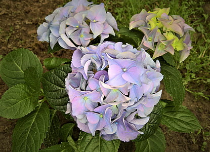 purple petaled flower thumbnail