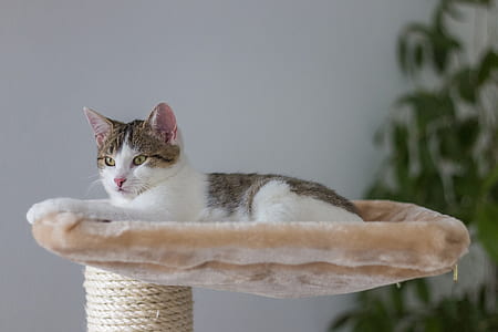 brown and white tabby cat lying on beige cat condo thumbnail