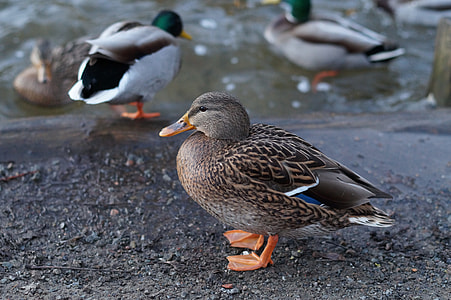 Duck, Birds thumbnail
