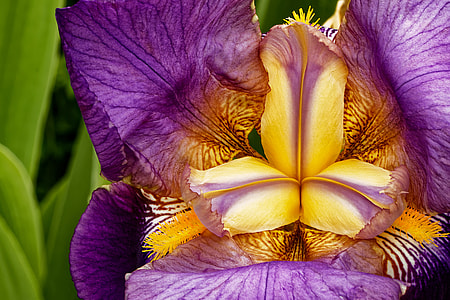 macro photography of purple and yellow iris flower thumbnail