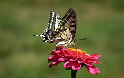 white, black, and beige swallowtail butterfly perched on pink petaled flower thumbnail