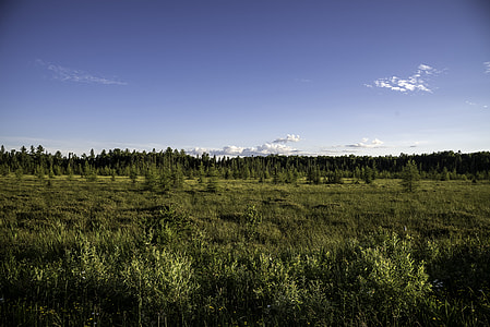 Landscape of trees and grasses in Chequamegon National Forest, Wisconsin thumbnail
