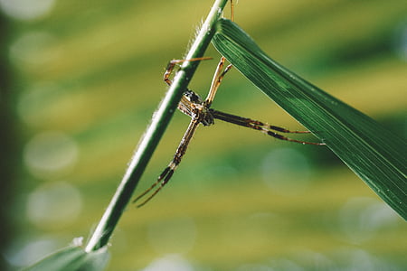 close-up photography of spider perching on leaf thumbnail