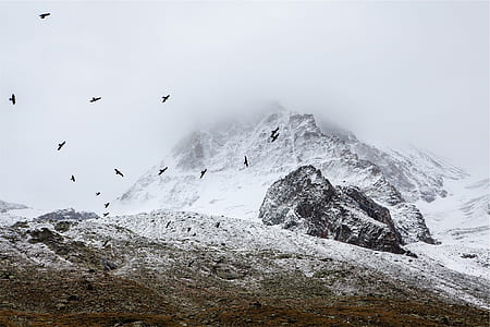 time lapse photography of flock of bird flying above mountain thumbnail
