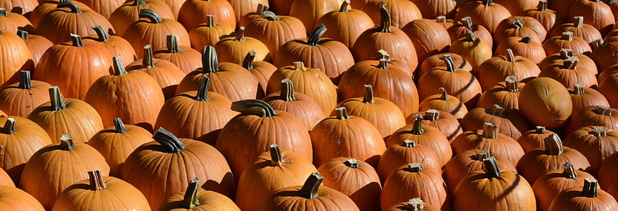 bunch of pumpkin thumbnail