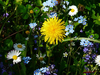 yellow petal flower and daisy outdoors thumbnail