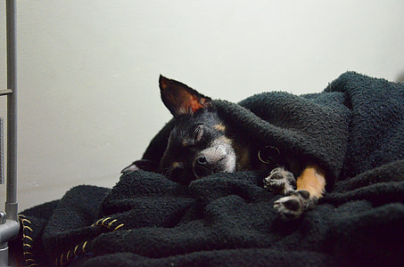 adult black and tan Chihuahua thumbnail