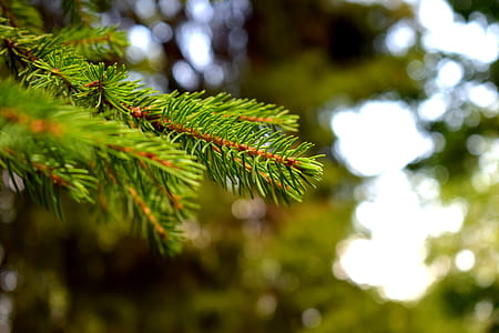 Selective Focus Photography of Green Tree thumbnail