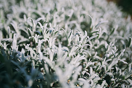 Closeup view of nature thumbnail