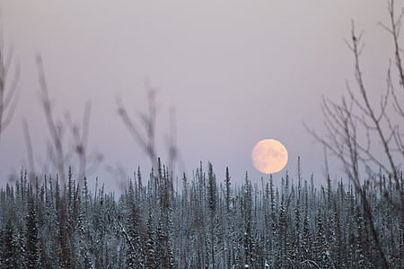 trees covered in snow under gray sky at daytime thumbnail