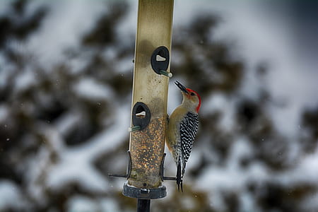 brown and black bird shallow focus photography thumbnail
