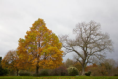 maple tree and bare tree thumbnail