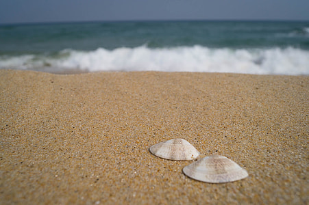selective focus of two seashells on sand thumbnail