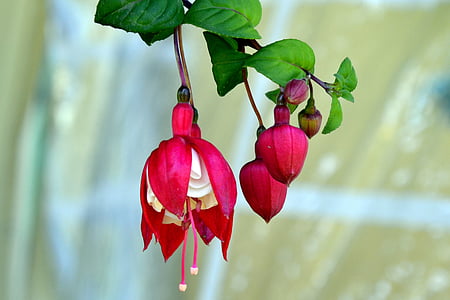 shallow focus photography of red flowers thumbnail