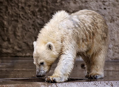 polar bear standing on gray concrete floor thumbnail