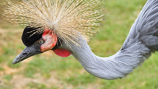 selective focus photography of white, red, and black long-necked long-beaked bird animal thumbnail