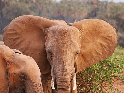 close-up photo of two brown elephant at the forest thumbnail