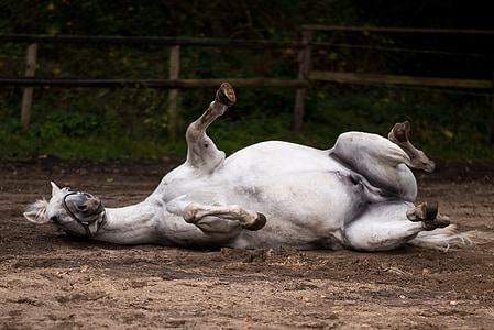 white horse lying on brown sand during daytime thumbnail