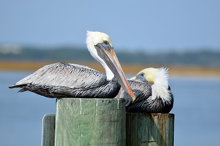 two gray birds thumbnail