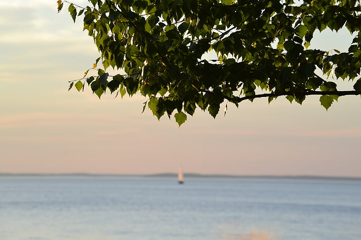 green leafed tree near body of water