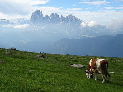 brown and white cow photo thumbnail