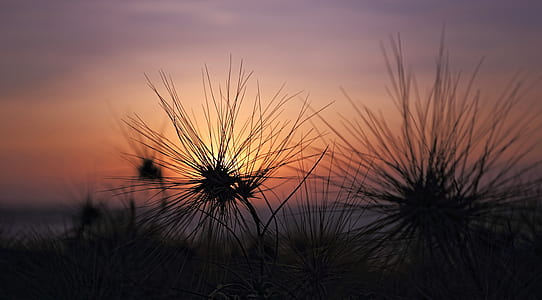 Silhouette of Plants during Sunset thumbnail