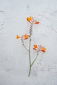 orange lilies in bloom on gray surface thumbnail